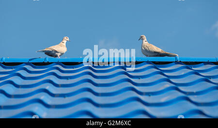 I piccioni sul tetto tegola Foto Stock