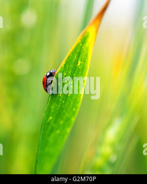 Ladybug sull'erba Foto Stock