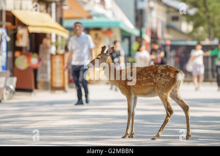 Piccoli cervi nelle strade di l'isola di Miyajima, Giappone Foto Stock