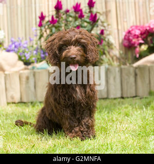 Cockapoo Foto Stock