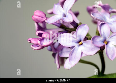 Fiore lilla in piena fioritura insieme contro una tonalità di grigio sullo sfondo di giardinaggio. Foto Stock