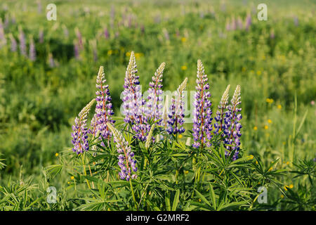 Blooming lupini di fiori d'estate tramonto Foto Stock