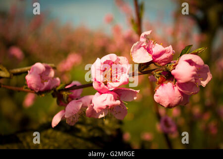 Sfondo sfocato. Rami con bellissimi fiori rosa pesca contro il cielo blu Foto Stock