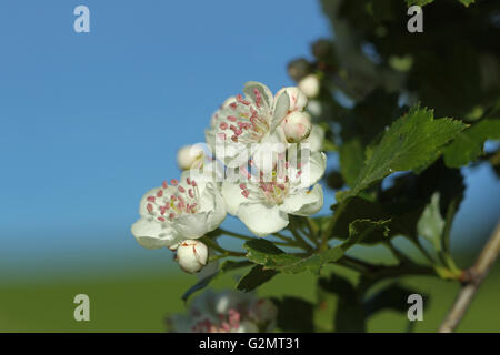 Fiori, single-seminate biancospino (Crataegus monogyna), Algovia, Baviera, Germania Foto Stock