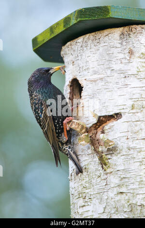 Starling (Sturnus vulgaris) con il cibo nel becco alla casella di nesting, Emsland, Bassa Sassonia, Germania Foto Stock
