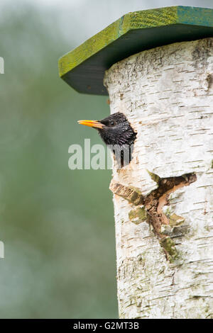 Starling (Sturnus vulgaris) guarda fuori nestbox, Emsland, Bassa Sassonia, Germania Foto Stock