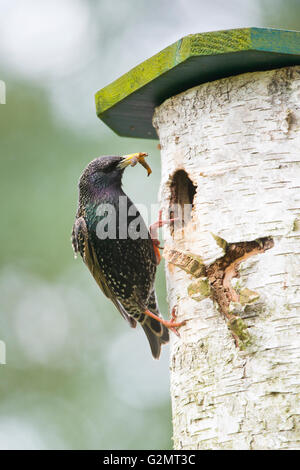 Starling (Sturnus vulgaris) con il cibo nel becco alla casella di nesting, Emsland, Bassa Sassonia, Germania Foto Stock