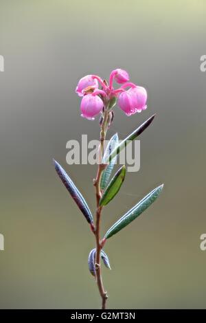 Blooming bog rosemary (Andromeda polyfolia), Emsland, Bassa Sassonia, Germania Foto Stock