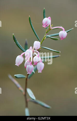 Blooming bog rosemary (Andromeda polyfolia), Emsland, Bassa Sassonia, Germania Foto Stock