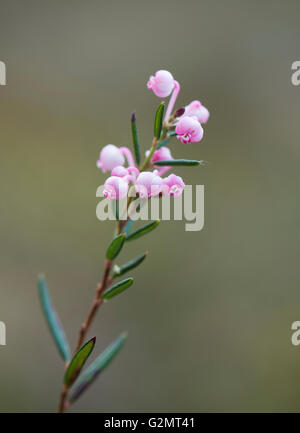 Blooming bog rosemary (Andromeda polyfolia), Emsland, Bassa Sassonia, Germania Foto Stock