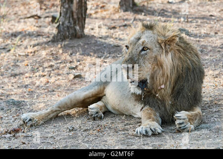 Il persiano, indiano o asiatico (lion Panthera leo persica) giacenti in foresta secca, sazio, Gir Riserva Naturale, Gujarat, India Foto Stock