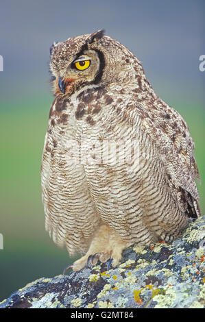 Magellanic cornuto civetta (bubo magellanicus) seduto su una roccia, parco nazionale Torres del Paine, Patagonia, Cile Foto Stock