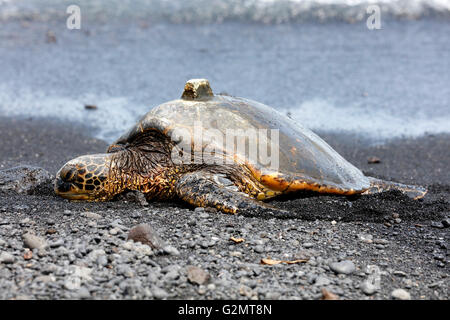 Tartaruga Verde (Chelonia Mydas) con ricevitore GPS sul guscio, spiaggia di sabbia nera, Punalu'u, Big Island, Hawaii, STATI UNITI D'AMERICA Foto Stock