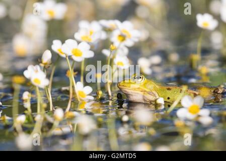 Rana verde (Pelophylax kl. esculentus) in stagno tra acqua bianco-stella (Ranunculus aquatilis), Hesse, Germania Foto Stock