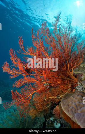 Grandi annodato fan corallo (Melithaea ochracea) sulla barriera corallina, della Grande Barriera Corallina, Queensland, Cairns, Oceano Pacifico, Australia Foto Stock