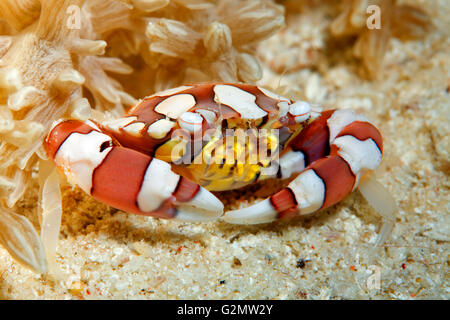 Arlecchino granchio (Lissocarcinus laevis) sulla sabbia sotto anemone, della Grande Barriera Corallina, Queensland, Cairns, Oceano Pacifico, Australia Foto Stock