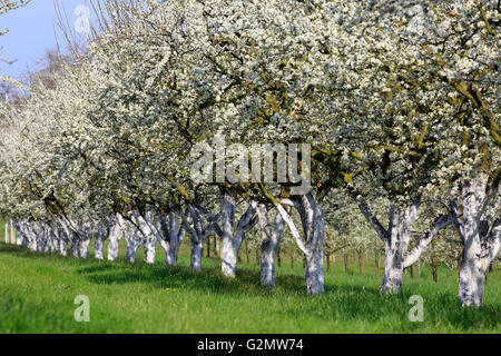 Fioritura ciliegio (Prunus sp.) alberi in primavera, frutteto, Ortenau, Foresta Nera settentrionale, Baden-Württemberg, Germania Foto Stock