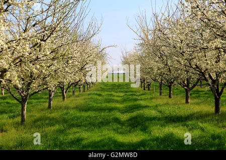 Fioritura ciliegio (Prunus sp.) alberi in primavera, frutteto, Ortenau, Foresta Nera settentrionale, Baden-Württemberg, Germania Foto Stock