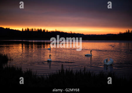 Meraviglioso gruppo di cigni sul lago con incredibile tramonto. Foto Stock