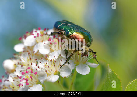 Rose (chafer Cetonia aurata) alimentazione su fiori di chokeberries. Foto Stock