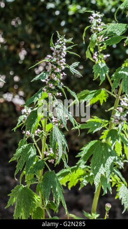 Leonurus cardiaca Foto Stock