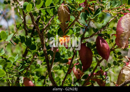 Colutea arborescens Foto Stock