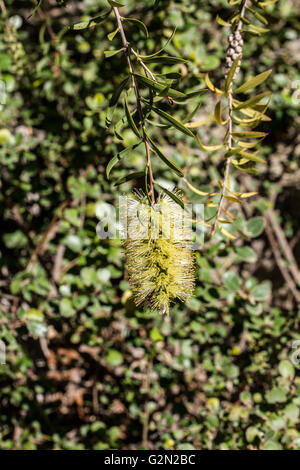 Callistemon salignus Foto Stock