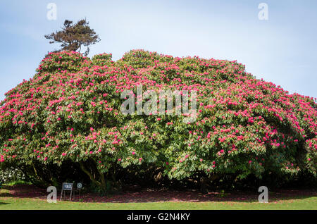 Rhododendron Cornish rosso sulla flora Green a Heligan Cornwall Regno Unito Foto Stock