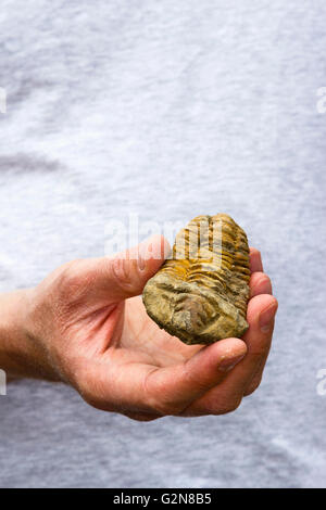 Uomo con un fossile trilobata in mano Foto Stock