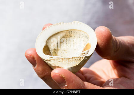 Uomo con un fossile di molluschi nella sua mano Foto Stock