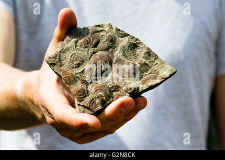 Uomo con campione di fossili (contenenti molluschi bivalvi e di Ammoniti) in mano Foto Stock