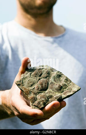 Uomo con campione di fossili (contenenti molluschi bivalvi e di Ammoniti) in mano Foto Stock