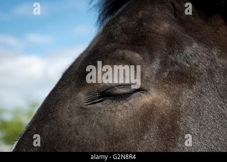 In prossimità di una di colore scuro a cavallo con il suo occhio chiuso in estate il sole. Foto Stock