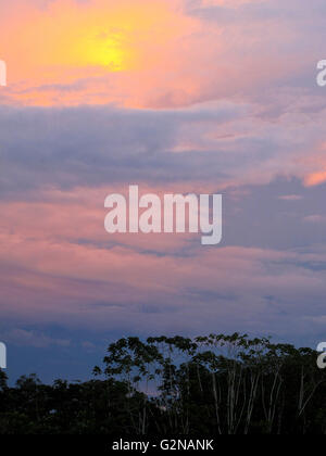 Angamos. Foresta Amazzonica. Perù Foto Stock