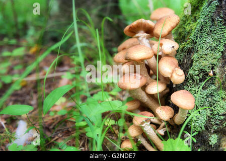 Il miele di funghi o armillaria sulla struttura della foresta Foto Stock