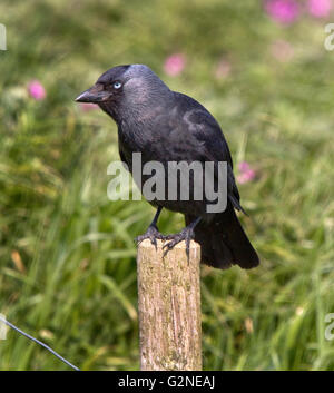 La cornacchia occidentale (Corvus monedula), noto anche come la cornacchia eurasiatica, la cornacchia europea, o semplicemente la cornacchia. Foto Stock