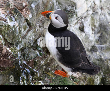 I puffini sono qualsiasi di tre specie di piccole dimensioni di alcids (auks) nell'uccello genere Fratercula con un colorato luminosamente becco durante la br Foto Stock