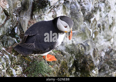 I puffini sono qualsiasi di tre specie di piccole dimensioni di alcids (auks) nell'uccello genere Fratercula con un colorato luminosamente becco durante la br Foto Stock
