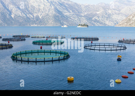 Fattoria di Pesce nella Baia di Kotor. Foto Stock