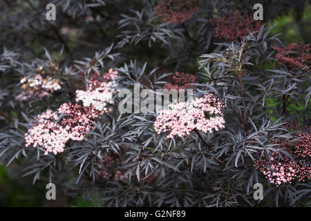 Sambucus nigra f. porphyrophylla (pizzo nero) fiori. Foto Stock