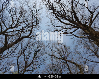 Eichenwald, Nationalpark, Kellerwald-Edersee Foto Stock