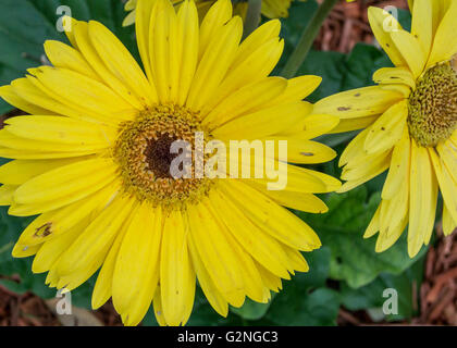 Vicino a margherita fino a primavera letto giardino Foto Stock