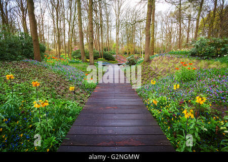 Passerella in legno attraverso il parco Keukenhof nei Paesi Bassi. Paesaggio con molla in fiore giardino. Sullo sfondo della natura Foto Stock