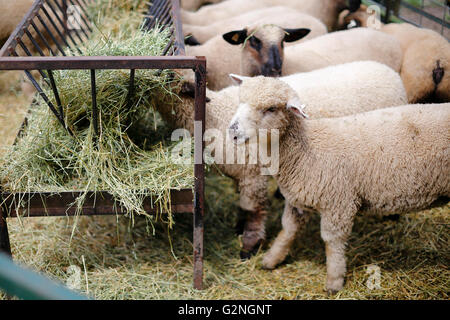 Pecora mangia fieno nel cortile dell'azienda Foto Stock