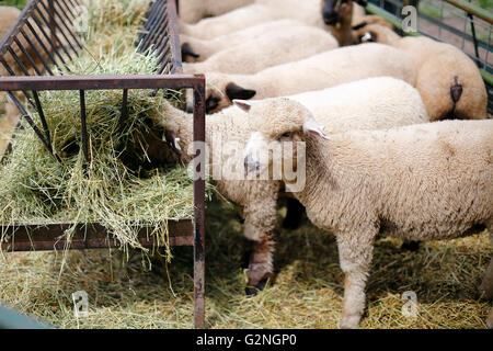 Pecore alimentando il fieno nel cortile di una fattoria. Foto Stock