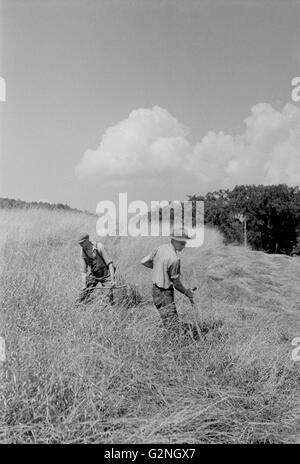 I lavoratori di tagliare il fieno nel campo,Windsor County,Vermont,STATI UNITI D'AMERICA,Arthur Rothstein per la Farm Security Administration (FSA), Settembre 1937 Foto Stock