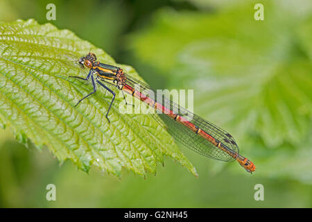 Femmina Rosso Grande Damselfly poggiante su Rovo foglie Foto Stock