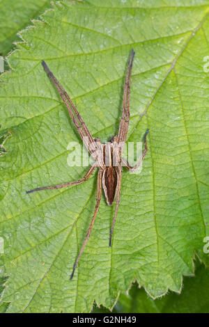 Vivaio maschio Web spider (Pisaura mirabilis) Foto Stock