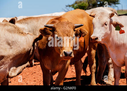 Una vista ravvicinata di poche mucche in Oklahoma, Stati Uniti d'America. Foto Stock