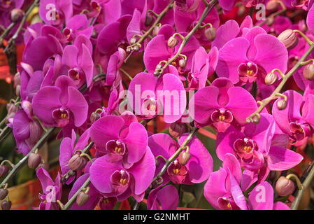 Pink orchid isolato su uno sfondo bianco Foto Stock